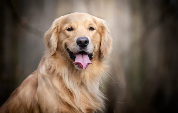 Language, look, face, portrait, dog, bokeh, Golden Retriever, Golden Retriever