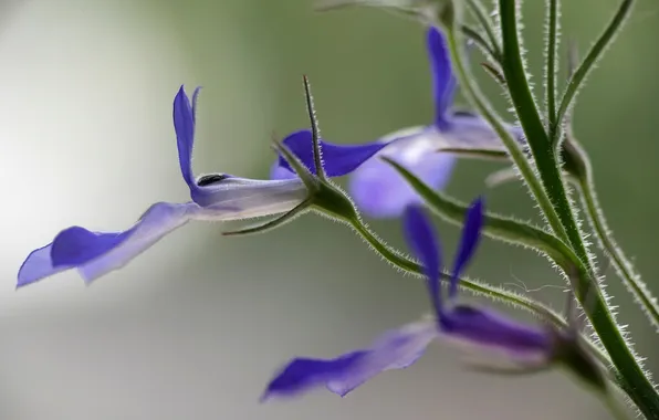 Flower, petals, stem, exotic