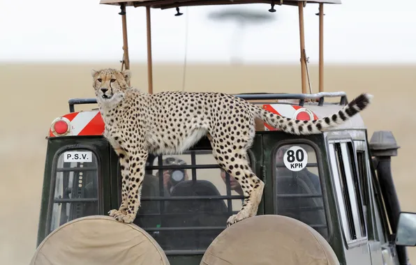 Picture cat, look, Cheetah, car