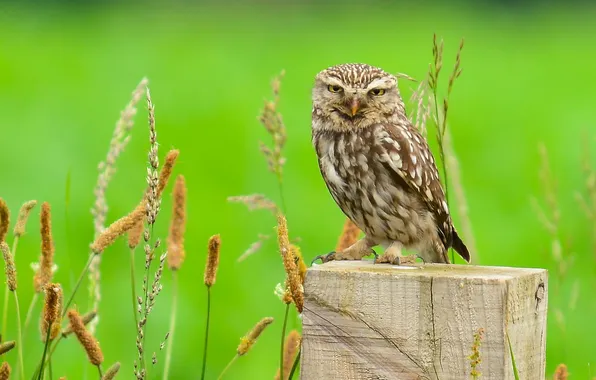 Grass, bird, stump, owl