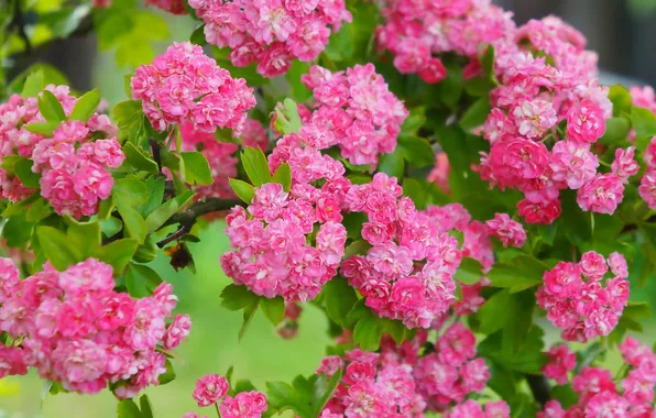 Red, flower, blooming