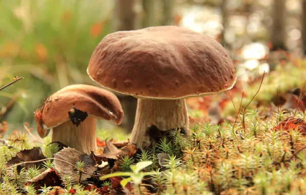 Picture mushrooms, moss, Borovik
