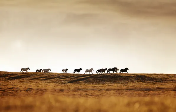 Picture nature, horses, the herd