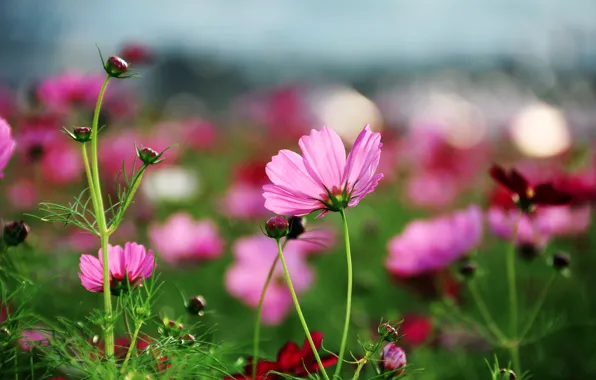 Picture summer, grass, macro, flowers, glade, bright, plant, petals