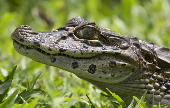 Look, portrait, crocodile