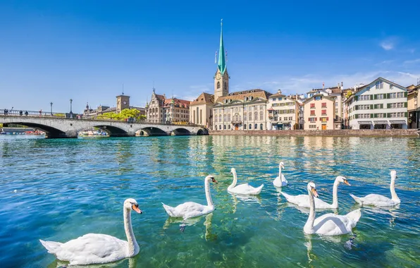 The sky, birds, bridge, the city, blue, tower, pack, Switzerland