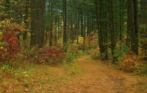 Road, autumn, forest, trees, the bushes