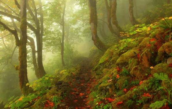 Trees, fog, stones, foliage, Forest