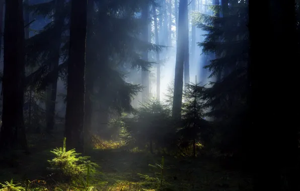 Forest, summer, tree, beauty, the evening, morning, haze, pine