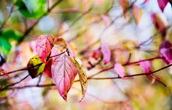 Autumn, macro, branches, nature, tree, yellow, Leaves, red