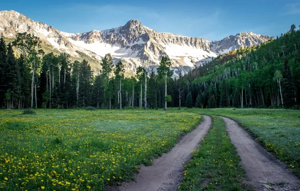 Road, forest, the sky, grass, snow, flowers, mountains