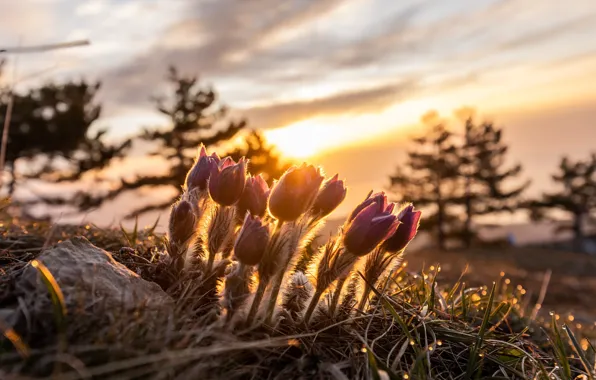 The sky, grass, clouds, light, trees, sunset, flowers, nature