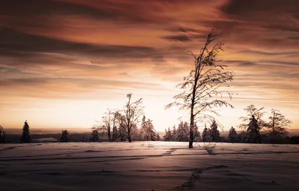 Picture field, trees, night