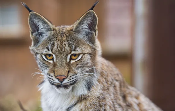 Cat, look, face, lynx, ©Tambako The Jaguar