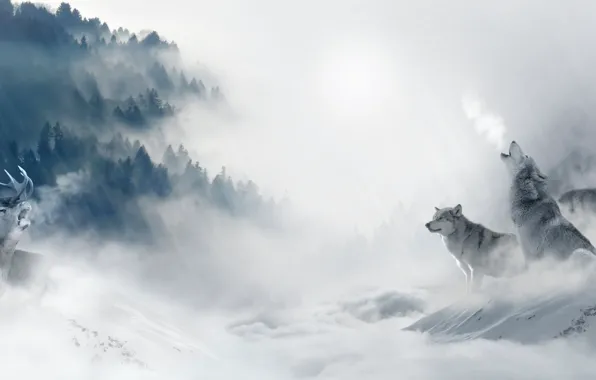 Picture cold, winter, forest, snow, trees, fog, predators, pack