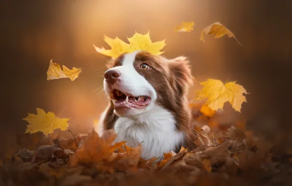 Picture autumn, face, leaves, dog