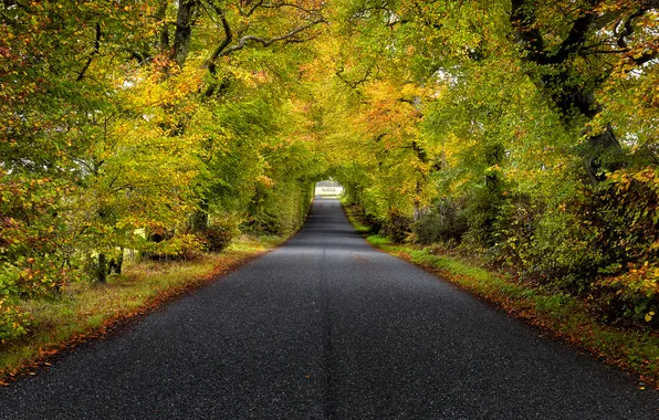 Road, trees, landscape, Scotland, Sterling