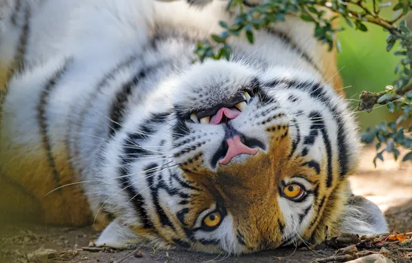 Picture look, face, tiger, portrait, lies