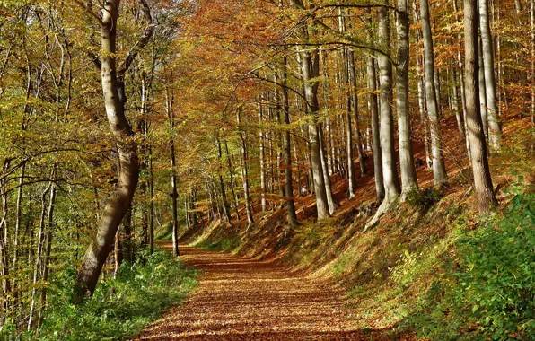 Picture autumn, forest, leaves, rays, trees, track, forest, falling leaves