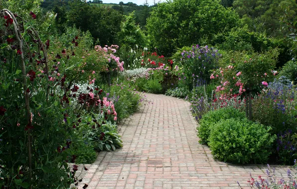 Picture greens, flowers, England, garden, track, Devon, the bushes, Rosemoor Garden
