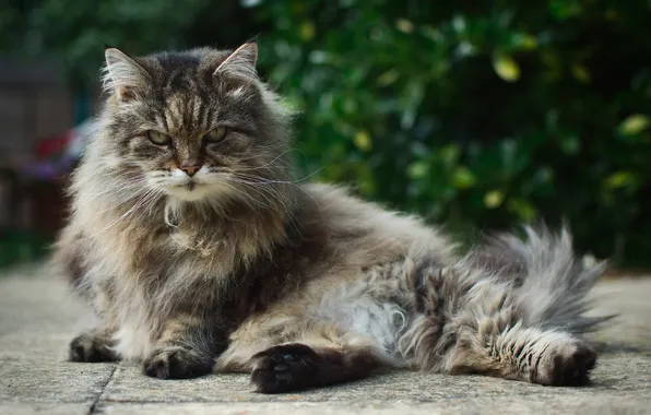 Cat, cat, look, fluffy