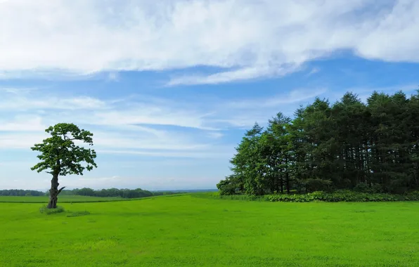 Picture FOREST, TREE, HORIZON, The SKY, CLOUDS, GREENS, GLADE