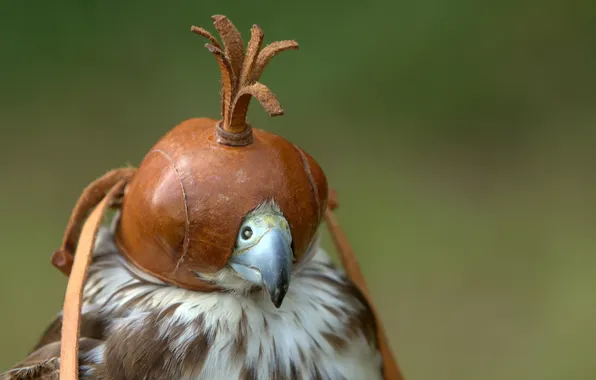 Picture bird, helmet, Falcon
