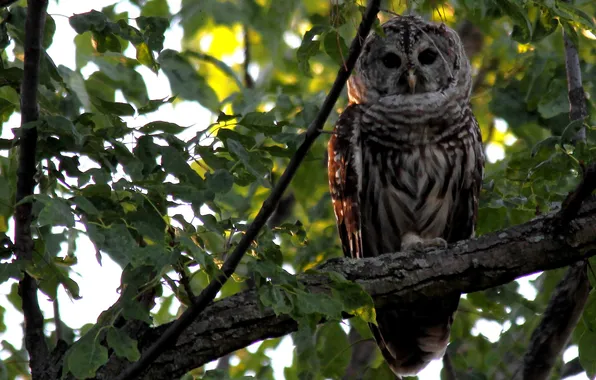 Leaves, trees, branches, owl, bird, tail, crown