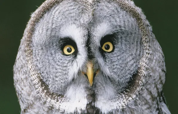 Picture eyes, birds, owl