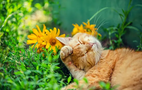 Cat, cat, flowers, sleep, red