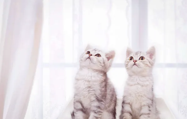 Look, cats, pose, kittens, faces