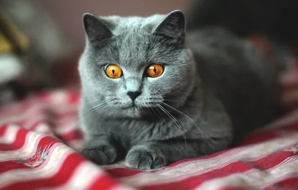 Cat, cat, look, strips, grey, portrait, bed, lies