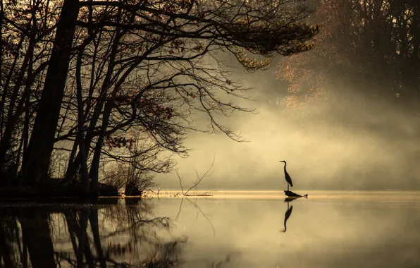 Forest, water, the sun, trees, fog, reflection, river, bird