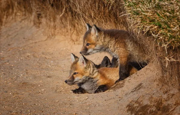Nora, pair, kids, two, Fox, cubs, two Fox