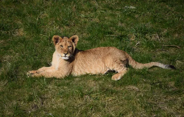 Nature, Weed, Lion