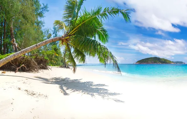 Sand, sea, beach, palm trees, shore, summer, beach, sea