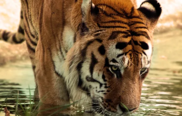 Picture water, tiger, thirsty