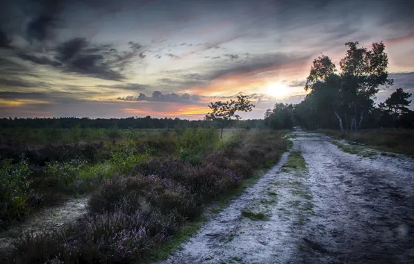 Picture road, field, nature, morning
