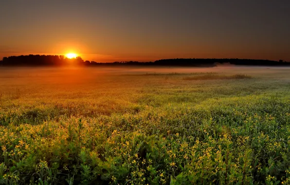 Field, the sun, landscape, nature, fog, sunrise, dawn, morning