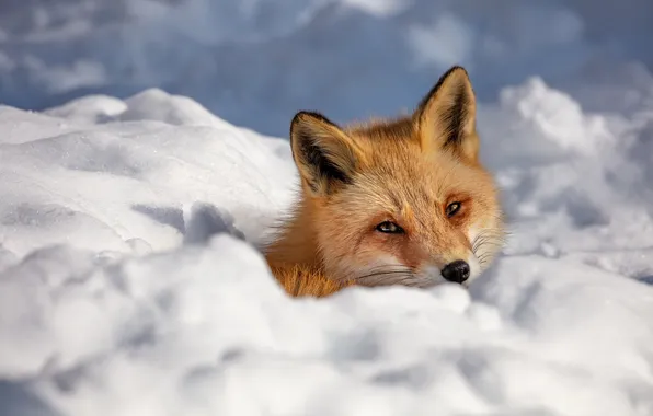 Winter, look, snow, nature, portrait, Fox, the snow, face