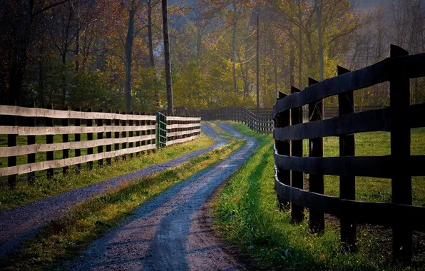 Picture road, grass, trees, nature, photo, tree, road, fences