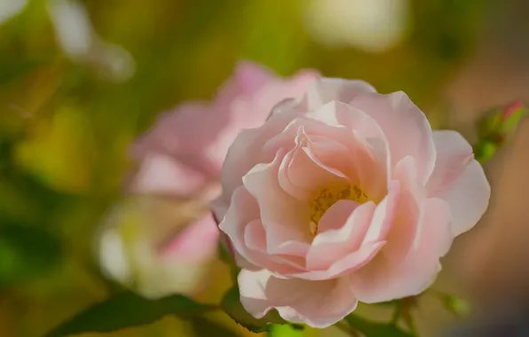 Picture rose, petals, blur, pink