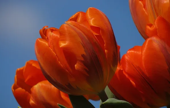 Picture the sky, petals, tulips, orange