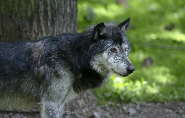 Picture grey, wolf, predator, profile