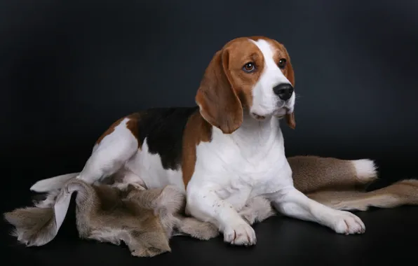 Picture dog, breed, Beagle