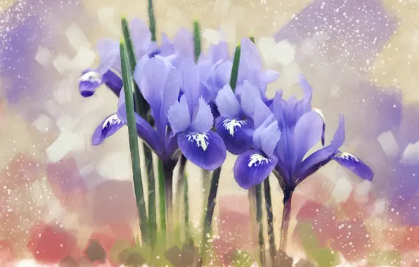 Picture flowers, blue, iris