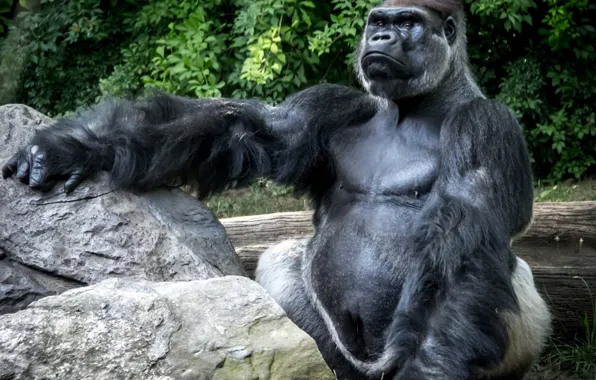 Picture animal, gorilla, wild life, king of the forrest