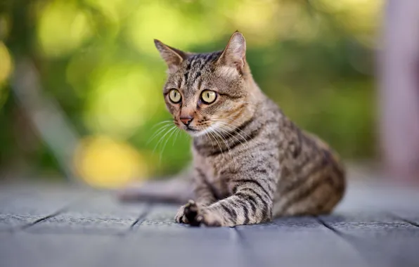 Cat, cat, look, face, pose, tile, paws, lies