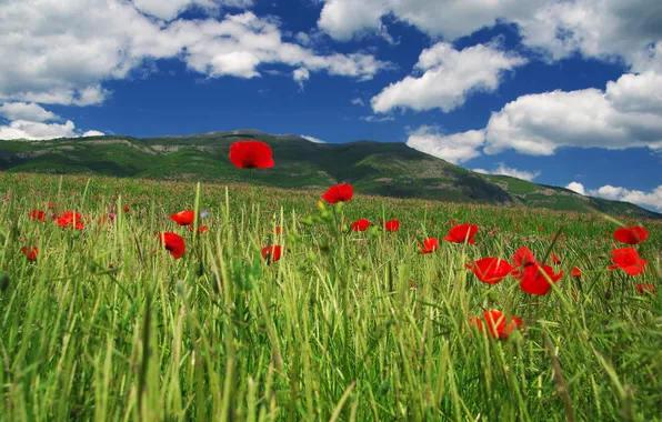 Greens, summer, the sky, clouds, flowers, blue, hills, the slopes