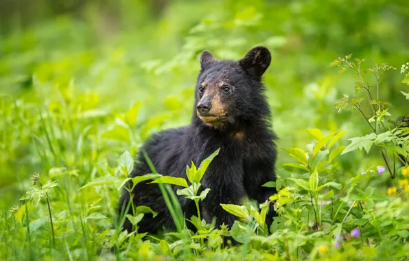 Greens, face, leaves, portrait, baby, bear, bear, bear